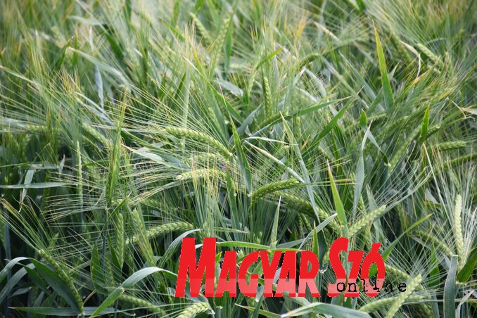 Szépen telítődik a szem az árpánál (Fotó: Paraczky László) Szépen telítődik a szem az árpánál (Fotó: Paraczky László)