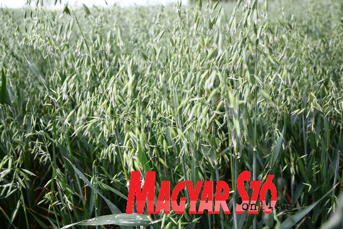 A szenttamási agronómus szerint a zab aratása az idén májusban kezdődik (Fotó: Paraczky László) A szenttamási agronómus szerint a zab aratása az idén májusban kezdődik (Fotó: Paraczky László)