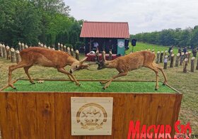  II. Őzbak Trófea Mustra Topolyán 
