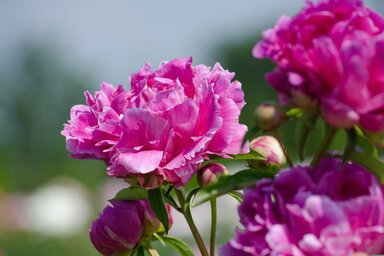 Pixabay.com