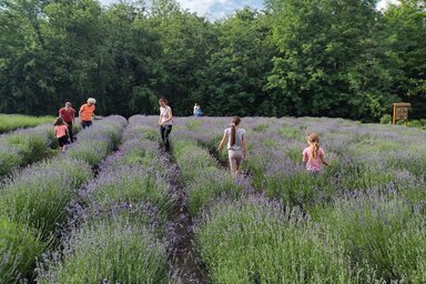 A korábbi levendula virágba borult, megkezdődött a szüret (Topolya Község Művelődési Háza)