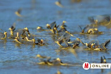 Gergely József felvétele