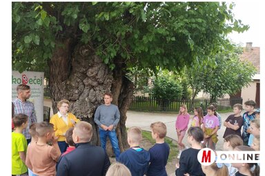 Szilágyi Edit is mesélt a város legöregebb fájáról (Fotó: Kancsár Izabella felvétele)