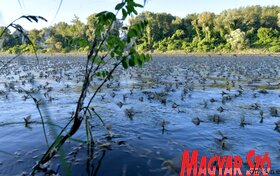 Rajzik a Tisza