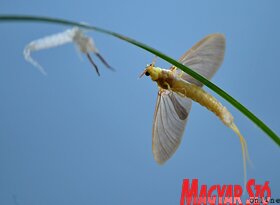 Rajzik a Tisza