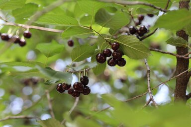 Már csak mutatóban maradt a fákon „feketicsi” meggy (Lakatos János felvétele)