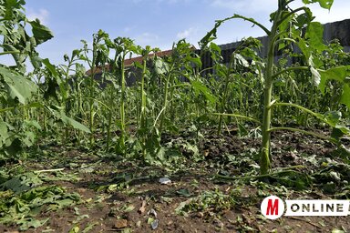 Zentát és környékét vasárnap hajnalban sújtotta jégverés. Egyes helyeken a kukorica és a napraforgó is láthatóan megsínylette (Gergely József felvétele)