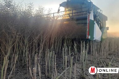 Folyamatban van a repce aratása a kúlai határban (is) (Fotó: Paraczky László)