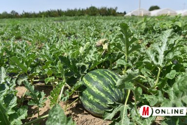 A görögdinnye kilója 80–100 dinár, a sárgadinnyéé pedig 150–200 / Molnár Edvárd felvétele