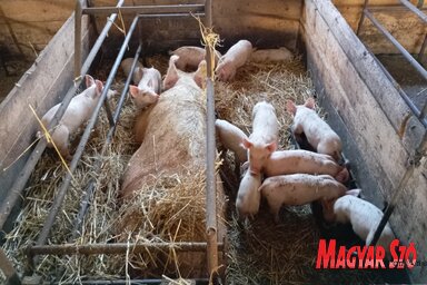 Szétválasztás előtti malacok az anyjukkal (Fotó: Balog Zsolt)
