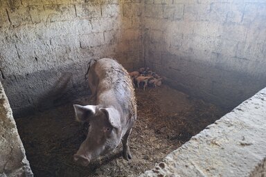 A belgrádi sajtó által közölt fotó az agresszív anyakocáról