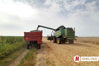 Vége felé jár az aratás a verbászi határban is (Fotó: Paraczky László)