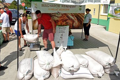 A tavalyi búzagyűjtés is nagyon sikeres volt (Gergely Árpád felvétele)