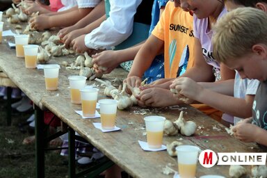 A fokhagyma gerezdelése mindig sok gyermeket megmozgat (Benedek Miklós archív felvétele)