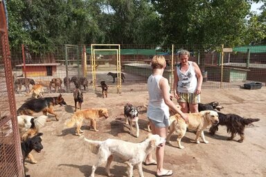 Az óbecsei menhely kapacitásánál sokkal több kutya van (Fotó: Ema Đorđević)