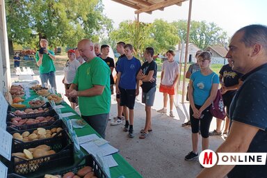 Létezik olyan burgonya, ami 60 nap alatt beérik, másik fajtát hosszabb ideig lehet tárolni, néhány pedig ellenállóbb a betegségekre (Fotó: Kazinczy Paszterkó Diana)