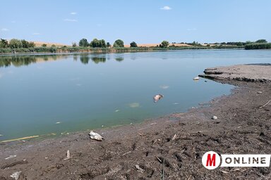 Az elpusztult halaktól fehérlett a napokban a tó felszíne Bácskossuthfalva felől (Fotó: Kazinczy Paszterkó Diana)