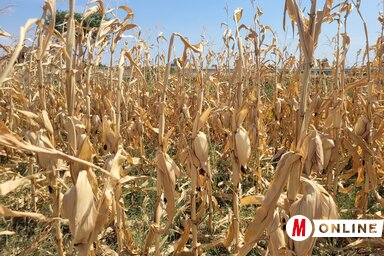 A kukorica egy hónappal korábban ért be (Fotó: Lakatos János)