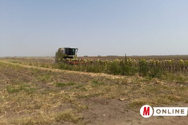 A napraforgó átlag 3-3,5 tonnát termett hektáronként (Fotó: Paraczky László)