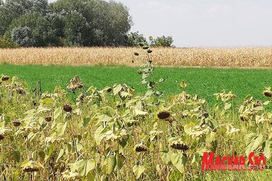 Közép-Bácskában a napraforgó 85–90 százalékát és a kukorica felét betakarították (Fotó: Tóth Péter)