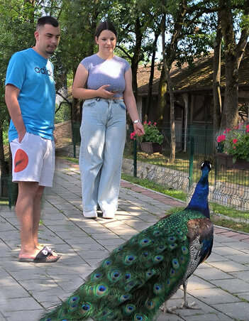 A páva szabadon kellette magát az állatkert parkjában (Dávid Csilla felvétele) A páva szabadon kellette magát az állatkert parkjában (Dávid Csilla felvétele)