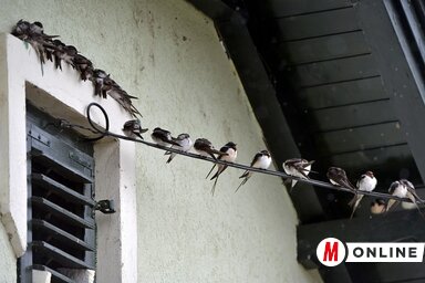 Ereszek alatt, teraszok zugában várják az eső elmúltát (Fotó: Gergely József felvétele)