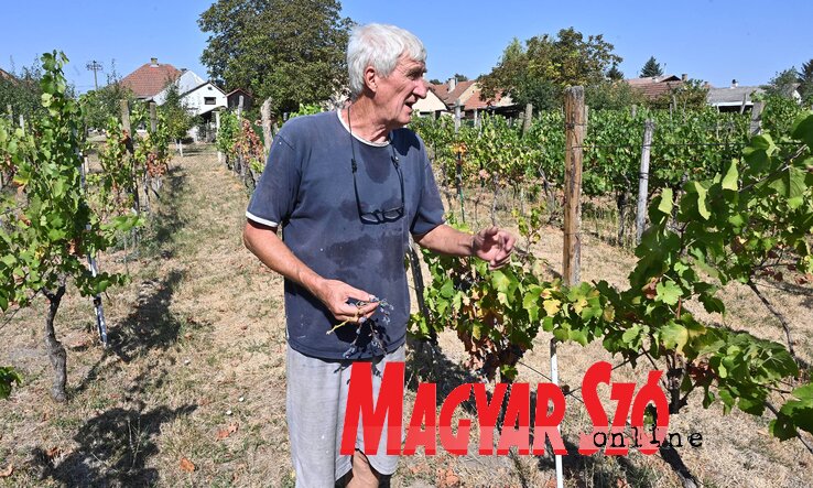 Mint a mazsola, mutatja a tőkén összeaszalodott szőlőt Čekić Milenko (Fotó: Ótos András) Mint a mazsola, mutatja a tőkén összeaszalodott szőlőt Čekić Milenko (Fotó: Ótos András)