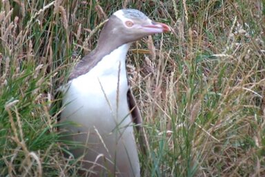 Screenshot (YouTube/Tony Palmer