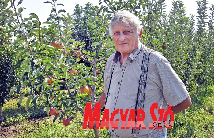 A horgosi határban pirosodnak Serfőző Jenőék almái (Gergely Árpád felvétele) A horgosi határban pirosodnak Serfőző Jenőék almái (Gergely Árpád felvétele)