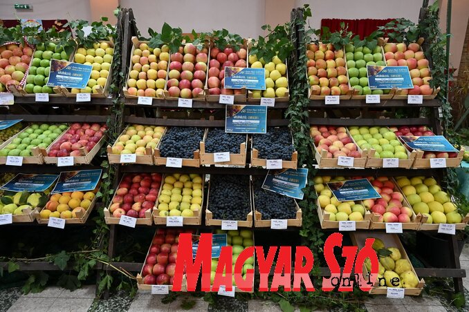 Molnár Edvárd felvétele Molnár Edvárd felvétele