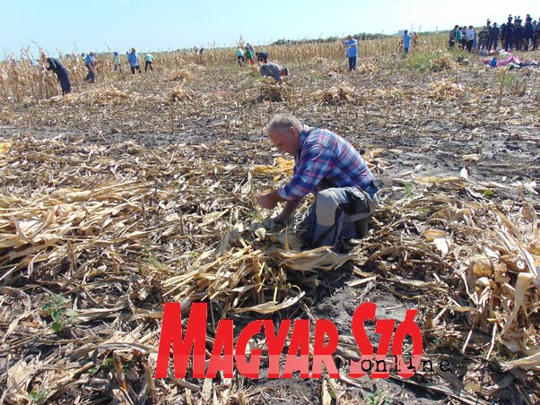 Vágták a szárat, majd kévékbe kötötték azokat (Vidács Hajnalka felvétele) Vágták a szárat, majd kévékbe kötötték azokat (Vidács Hajnalka felvétele)