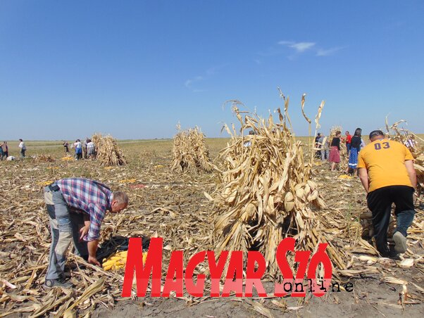 A kévéket kúpba állították, illetve kiszedték a szemetet a kukoricarakásokból, hogy azok elnyerjék a zsűri tetszését (Vidács Hajnalka felvétele) A kévéket kúpba állították, illetve kiszedték a szemetet a kukoricarakásokból, hogy azok elnyerjék a zsűri tetszését (Vidács Hajnalka felvétele)