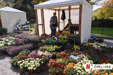 A krizantémok kisebbek a megszokottnál / Molnár Edvárd felvétele