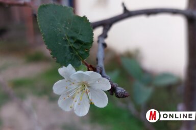 Benedek Miklós felvétele