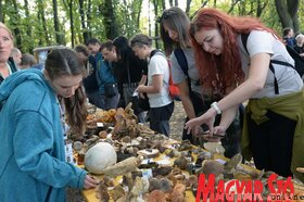 A gombászok 21. találkozója a Fruška gorán