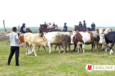 Pont úgy zajlott a behajtás, mint régen (Gergely Árpád felvétele)