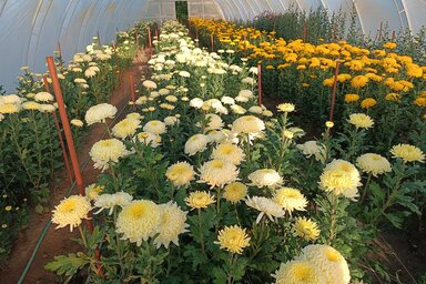 Tápai Angéláék kertészetében (Kazinczy Paszterkó Diana felvétele)