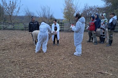 Közös műhelymunka az állategészségügyi oktatás terén a topolyai iskola tangazdaságában (Fotó: Facebook/Mezőgazdasági Iskola és Diákotthon)
