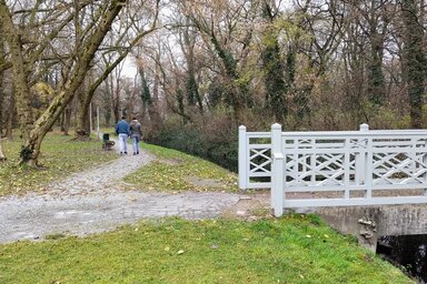 A márciusig tartó első fázisban kivágják az elszáradt, beteg fákat (Tóth Péter felvétele)
