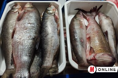 Gál Hermina felvétele