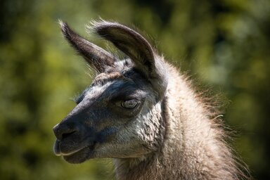 Hét lámát találtak a kisteherautóban (Illusztráció/Pixabay.com)