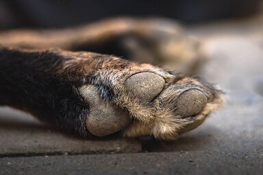 A kutyát egy ismeretlen férfi késelte meg (Fotó: pixabay.com)