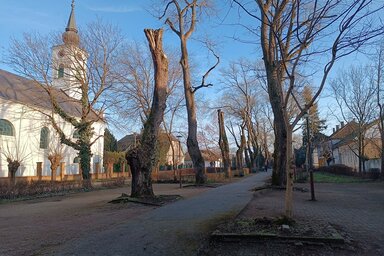 Vissza kellett vágni a fasor matuzsálemfáit Pacsér központjában (Kazinczy Paszterkó Diana)