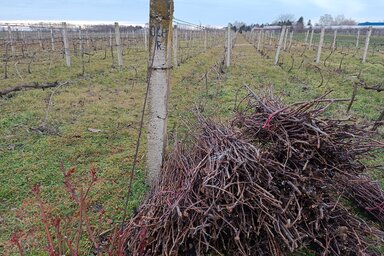 A legszorgalmasabb szőlészek már ősszel megmetszették a tőkéket (Kazinczy Paszterkó Diana felvétele)