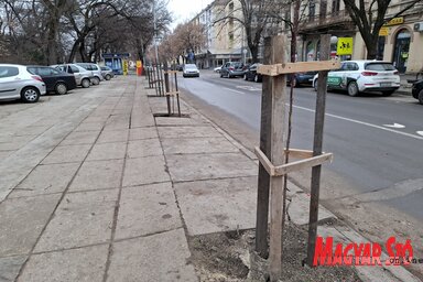 A park melletti parkolóba is új facsemeték kerültek  (Kállai Göblös Nikoletta felvétele)