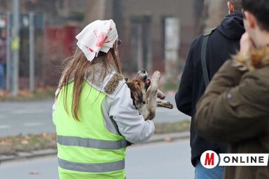 A Donna nevű kutyust január 24-én gázolta halálra egy, a tiltakozó tömegen keresztülszáguldó mentőautó (Fotó: Ótos András felvétele)