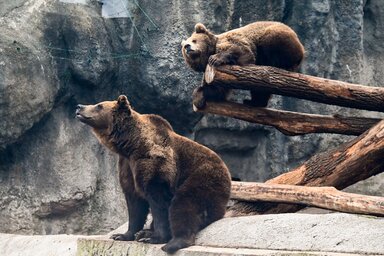 Előbújtak a medvék a Szegedi Vadasparkban (Fotó: MTI)