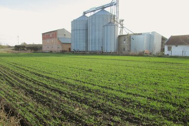 Egyelőre szépen fejlődnek az ősszel elvetett gabonafélék (Tóth Péter felvétele)