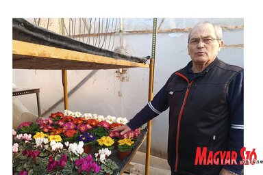 Nagy Gábor virágtermesztő szerint főként az idősebbek ajándékoznak nőnapra cserepes virágot (Fotó: Gruik Zsuzsa)