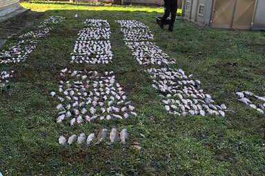 A gyanúsítottnál  a Duna–Tisza–Duna-csatornából illegálisan kihalászott 230 kilogramm halat, valamint két halászhálót találtak a rendőrök (Fotó: MUP)